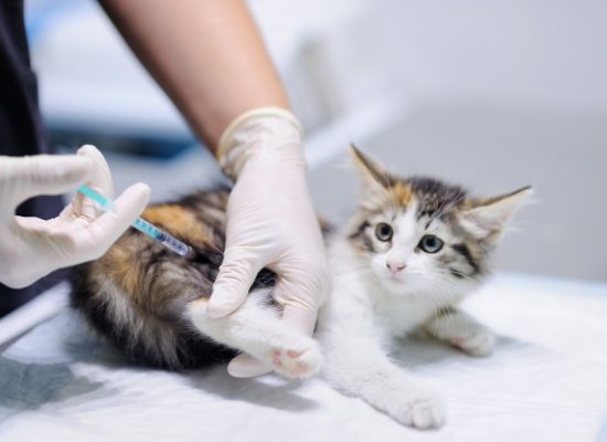 vacina de gato clinica vv